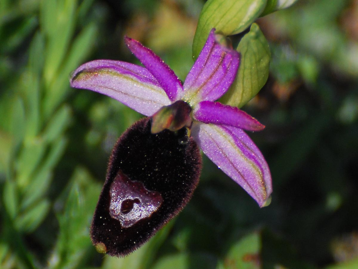 Blüte